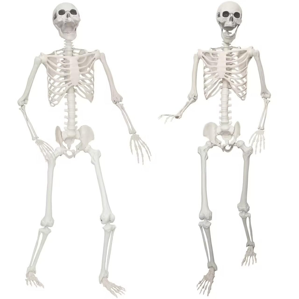 2 Pack 5.4ft Life Size Skeleton with Movable Joints F881