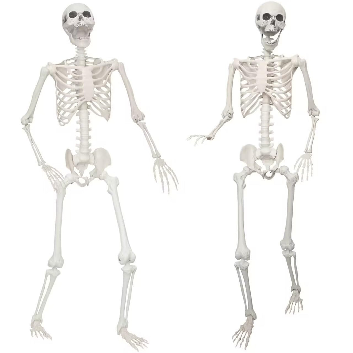 2 Pack 5.4ft Life Size Skeleton with Movable Joints F881
