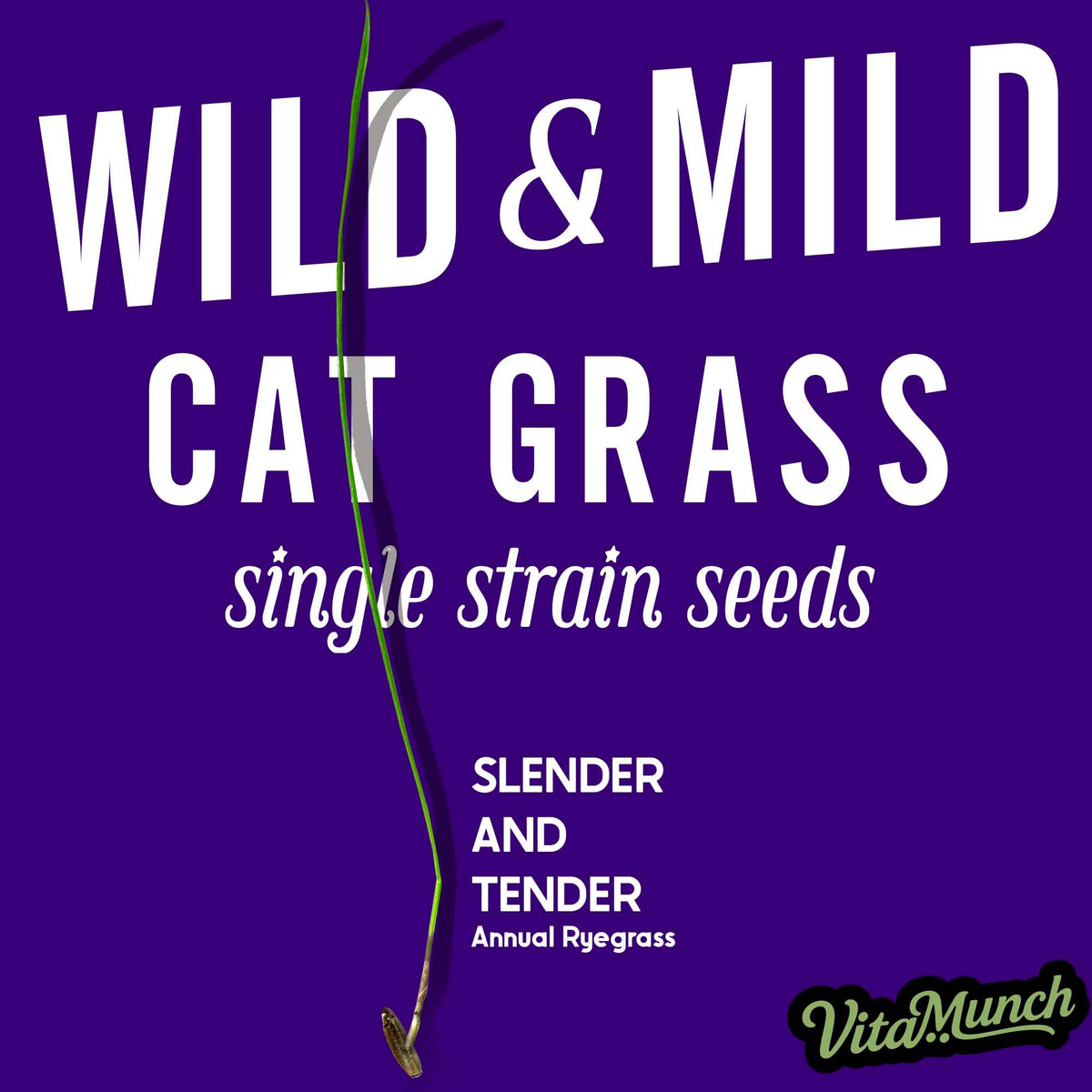 Cat Grass Seed 24 Pots 6 Days Non-GMO G32339