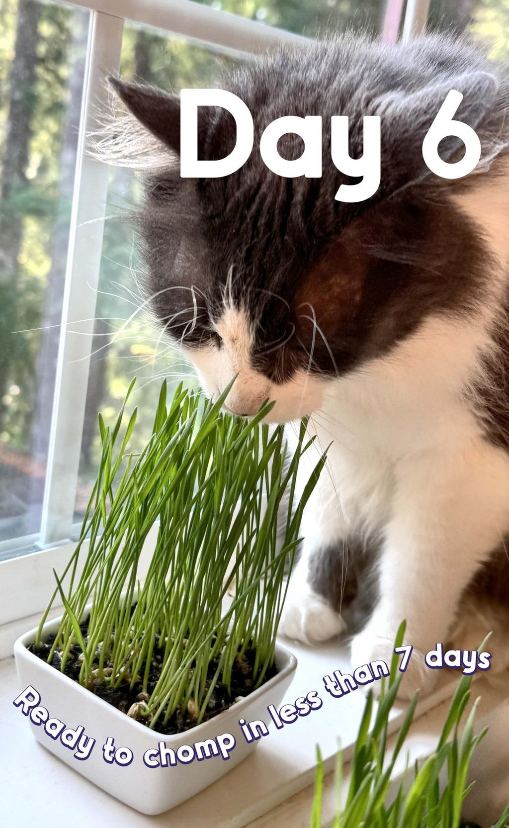 Cat Grass Seed 24 Pots 6 Days Non-GMO G32339