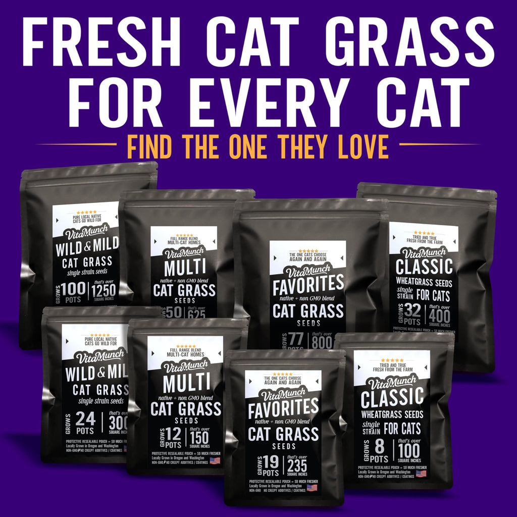 Cat Grass Seed 24 Pots 6 Days Non-GMO G32339