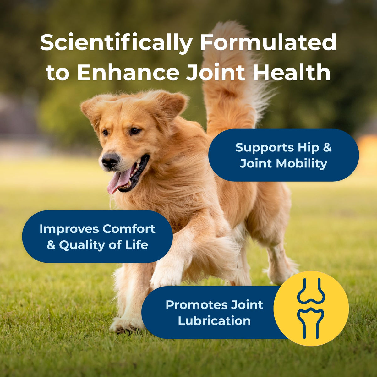Joint Health & Mobility Soft Chews for Dogs 45 Count H7360