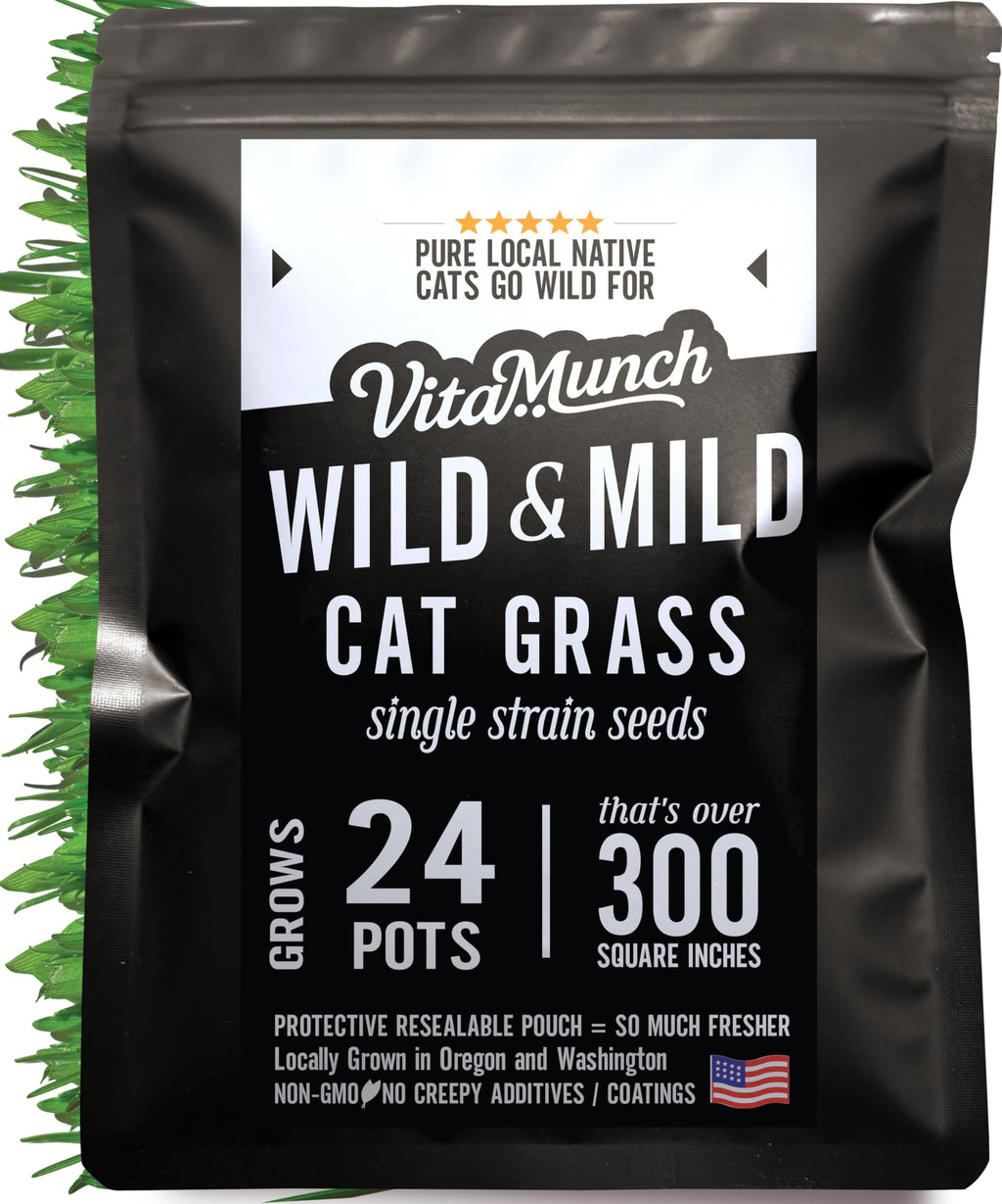Cat Grass Seed 24 Pots 6 Days Non-GMO G32339