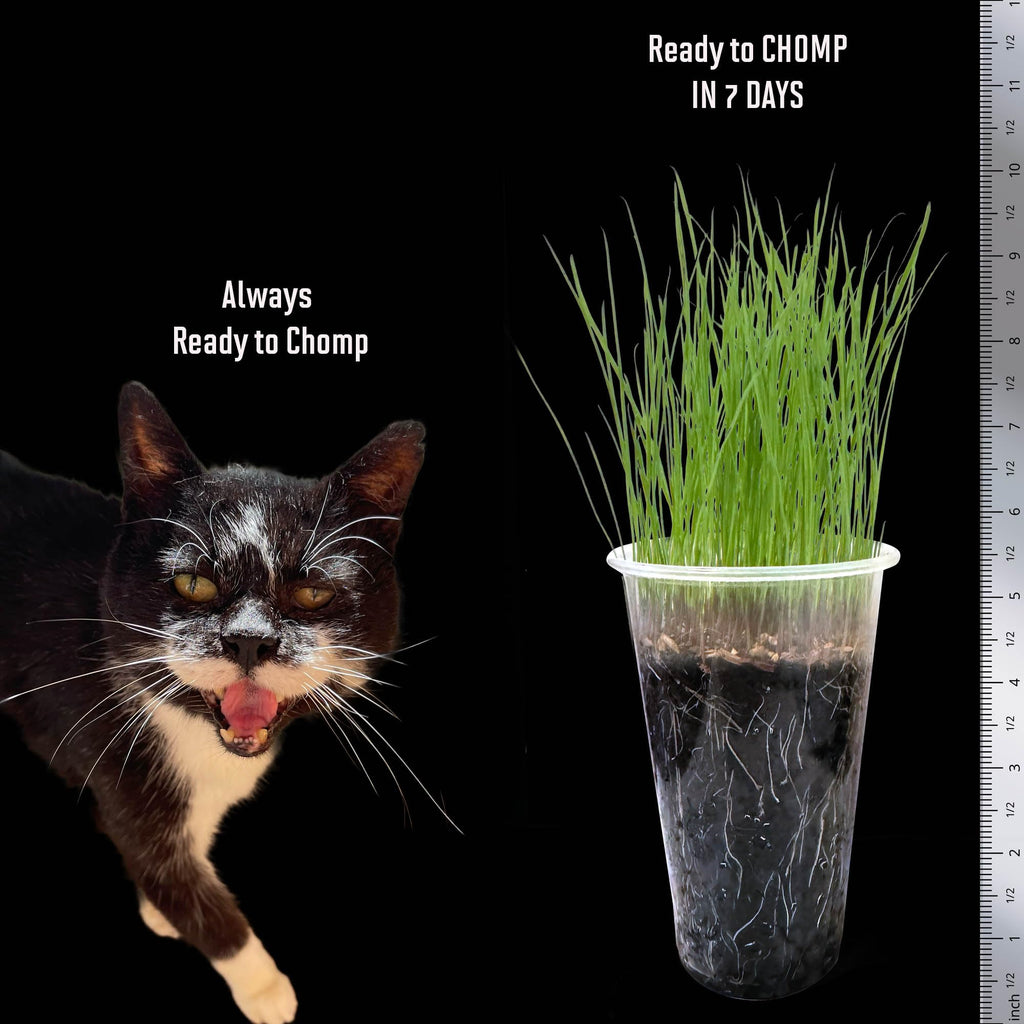 Cat Grass Seed 24 Pots 6 Days Non-GMO G32339
